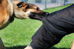 los angeles personal injury attorney for dog bites