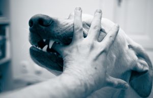 dog bite attack